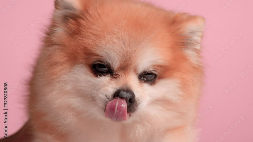 closeup portrait of old redhead pomeranian dog in studio on pink. Glamour dog closeup portrait of old redhead pomeranian dog in studio on pink. Glamour dog