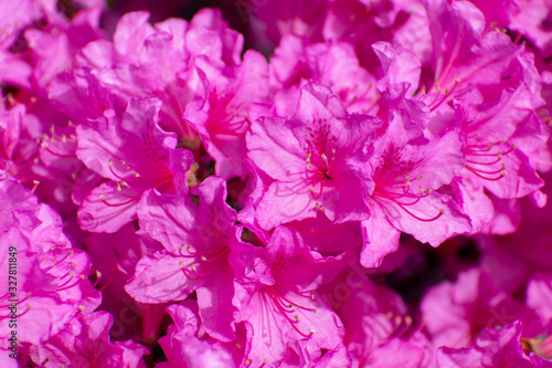Bright pink rhododendron flowers closeup