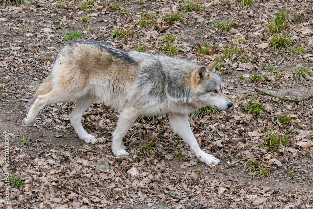 Beautiful Wulf walking and watching Beautiful Wulf walking and watching