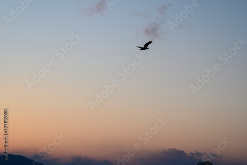 birds in flight © hikka15