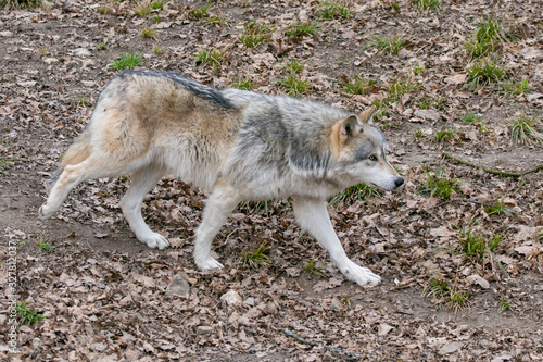 Beautiful Wulf walking and watching 