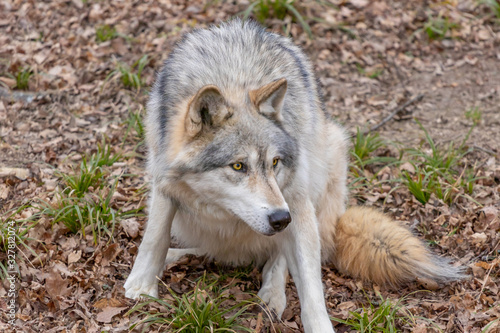 Beautiful Wulf walking and watching 