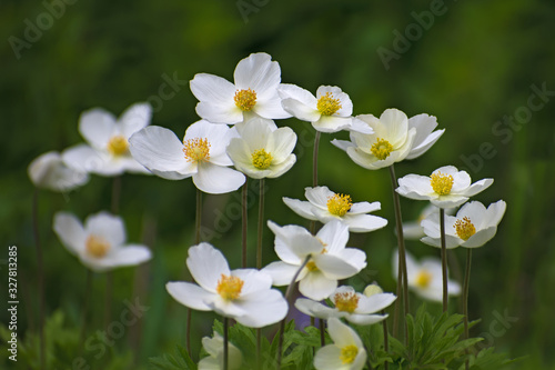 The meadow of beautiful white anemone flowers.