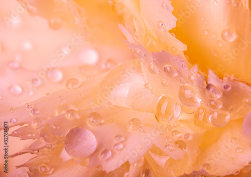 Macro photo 0f Water Drops on a Carnation photo