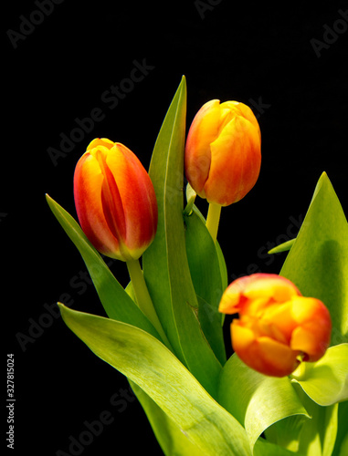 Tulip flower isolated on a black background, close up, space for text, background, advertising, isolated, copy space,