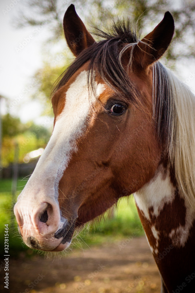 Obraz premium Animals Serie