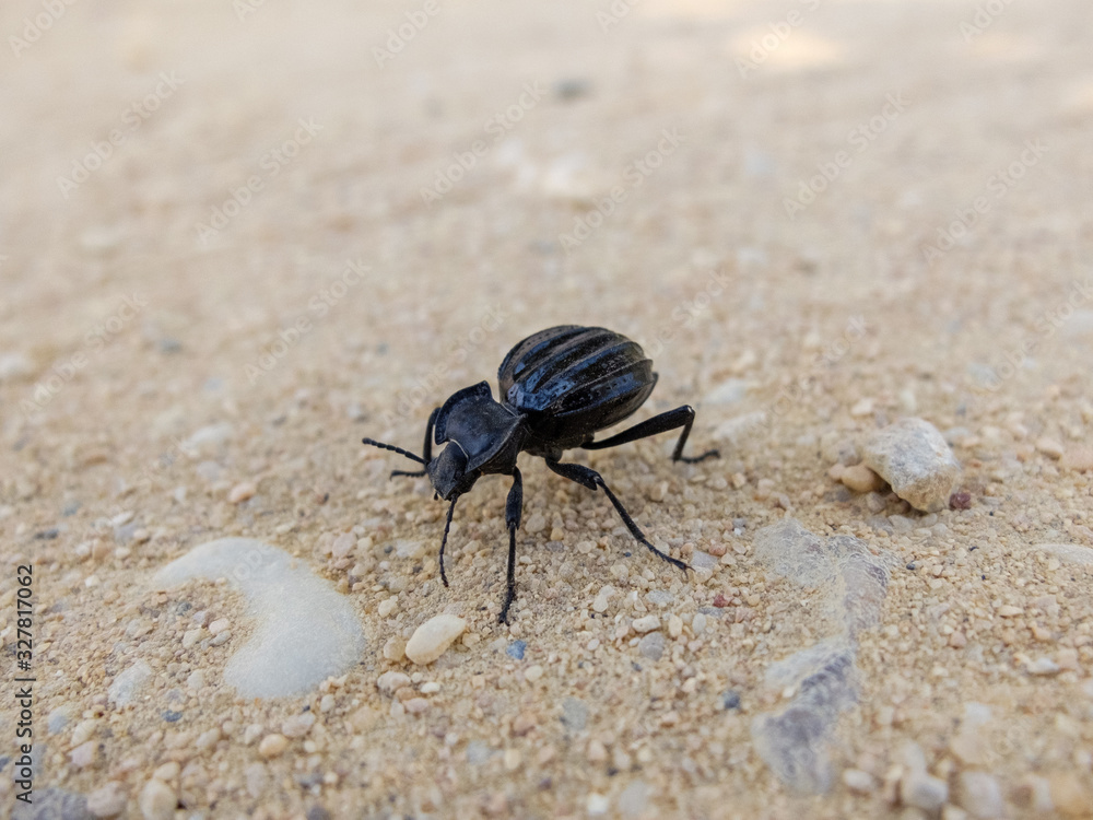 Escarabajo negro común caminando por el suelo 