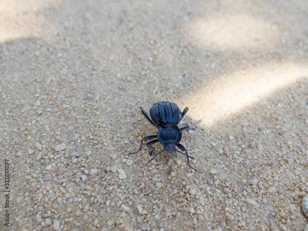 Escarabajo negro común caminando por el suelo Escarabajo negro común caminando por el suelo