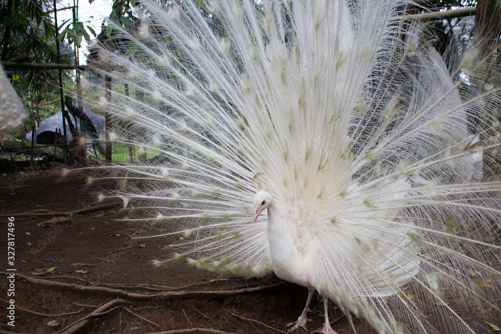 White peacock with feather out