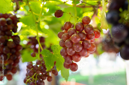 grapes growing on the bushes. It has a sweet taste.