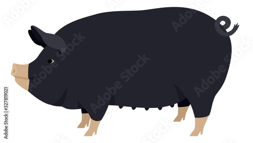 Farming today The Berkshire Breed of domestic pig Vector illustration Isolated object