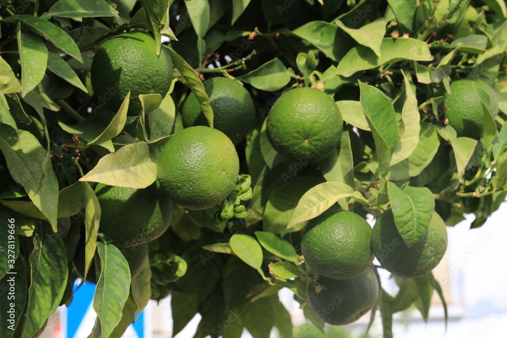 Green limes hanging on a tree in the garden.