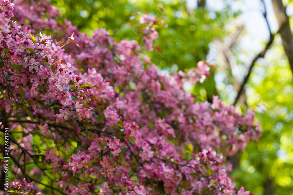 Kolorowe odcienie wiosny lata kwiaty 