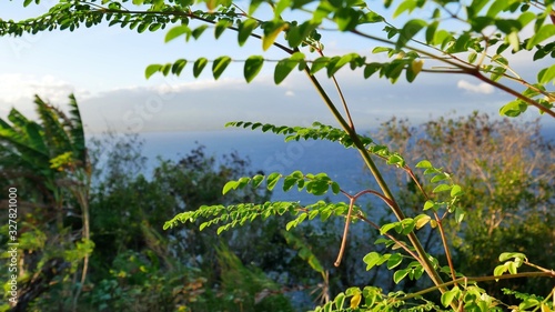 Image focus- View through leaves from top of the mountain at Apo Island, Philippines