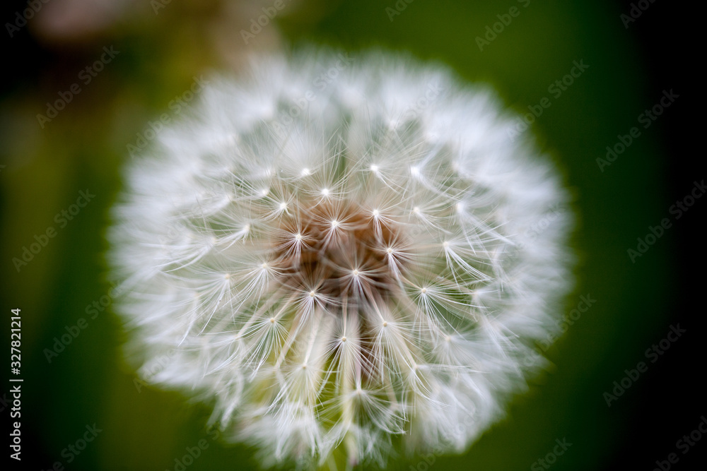 Fototapeta premium Kolorowe odcienie wiosny lata kwiaty 