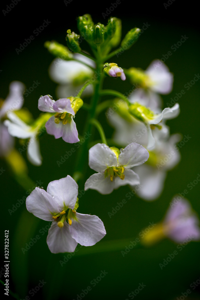Fototapeta premium Kolorowe odcienie wiosny lata kwiaty 