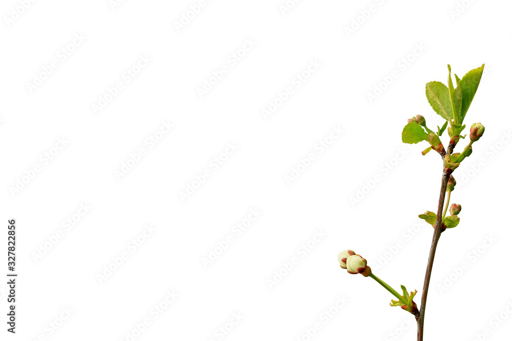 Branch of a blossoming spring tree isolated on a white background. Top view. Close-up. Branch of a blossoming spring tree isolated on a white background. Top view. Close-up.