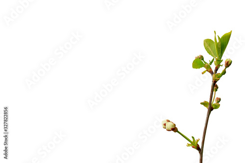 Branch of a blossoming spring tree isolated on a white background. Top view. Close-up.