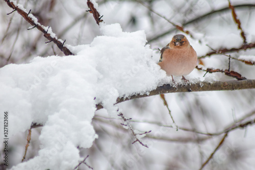 Finch bird winter in wildlife  © Mihai