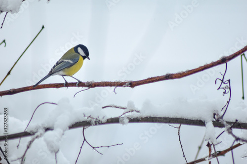 Parus major bird sitting on branch in winter time