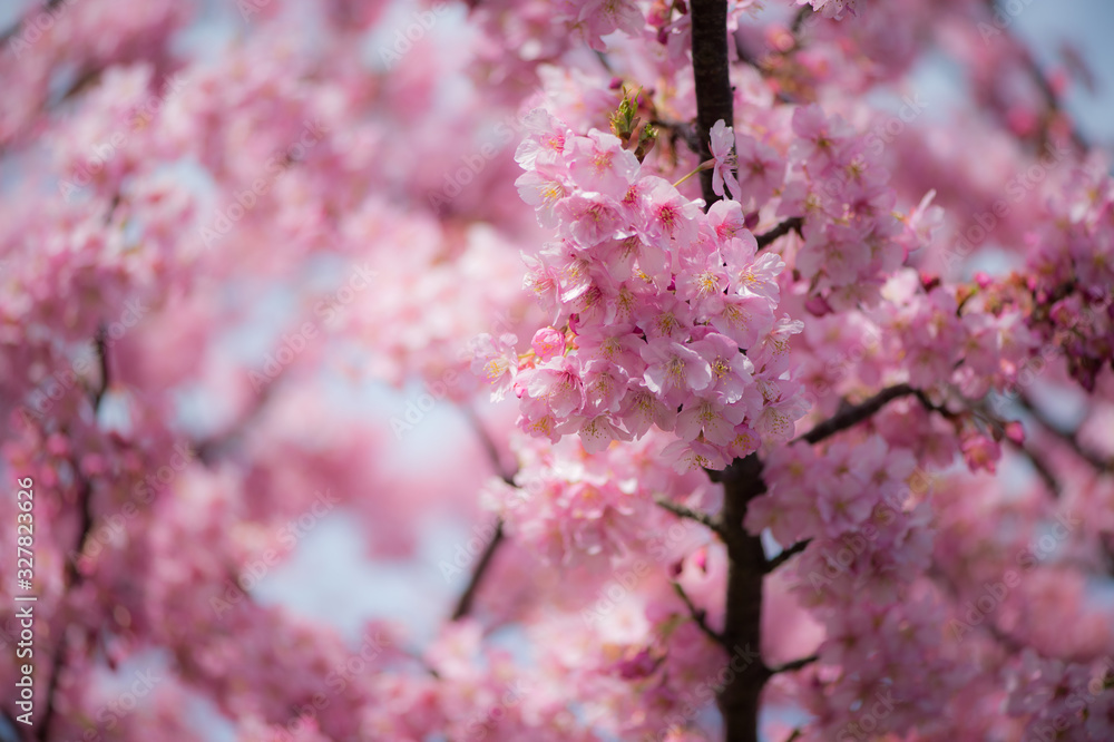 Obraz premium 三浦海岸 河津桜
