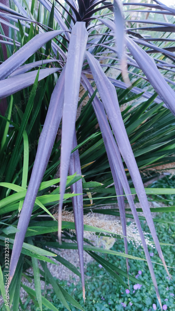 image of the broad, spiky foliage leaves of Vertigo fountain grass Pennisetum purpureum 'Tift 8' , also known as pearl millet image of the broad, spiky foliage leaves of Vertigo fountain grass Pennisetum purpureum 'Tift 8' , also known as pearl millet