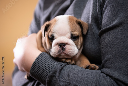 Small, little english bulldog puppy, baby, newborn in woman hand