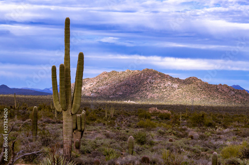 Classic Arizona Desert Landscape With Cactus