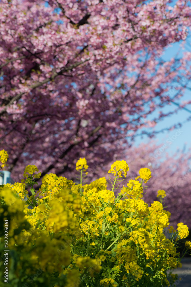Obraz premium 三浦海岸 河津桜
