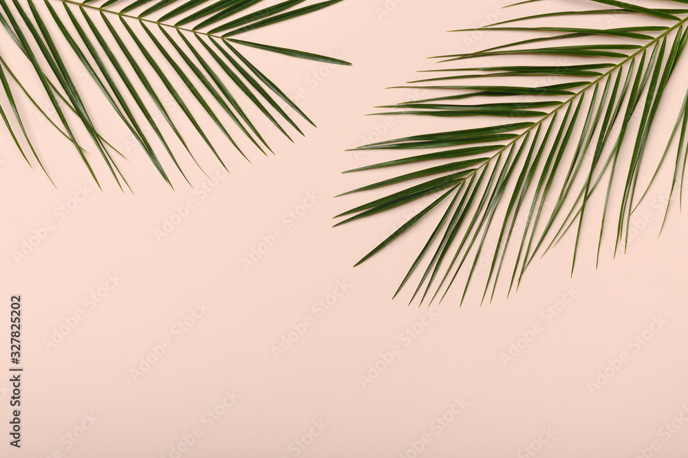 Fototapeta premium Palm plant leaves, the tropical evergreen isolated on pink