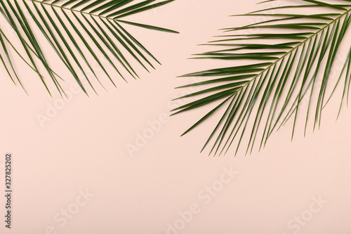 Palm plant leaves  the tropical evergreen isolated on pink