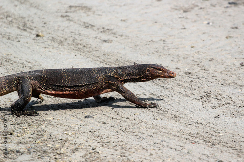 Asian water monitor looking for food during low tide  Thailand