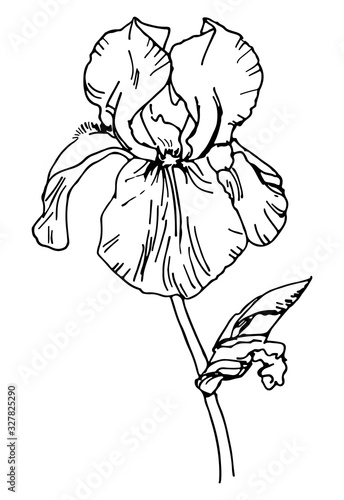Iris flower outline. Botanical drawing. Sketch. Realistic. Nature. Vector isolated on white background. Template for greeting card, postcard, prints.
