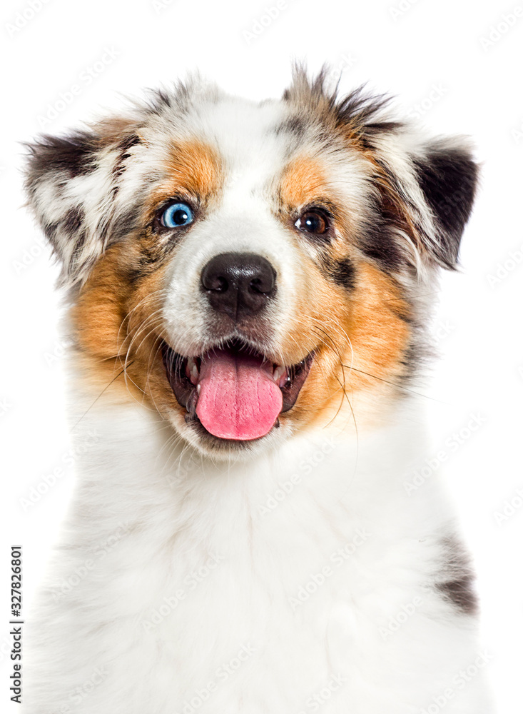 australian shepherd blue-eyed merle puppy muzzle