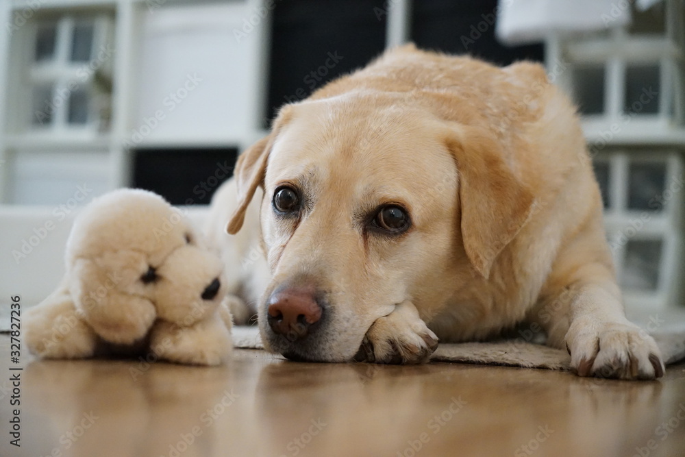 Labrador Labrador