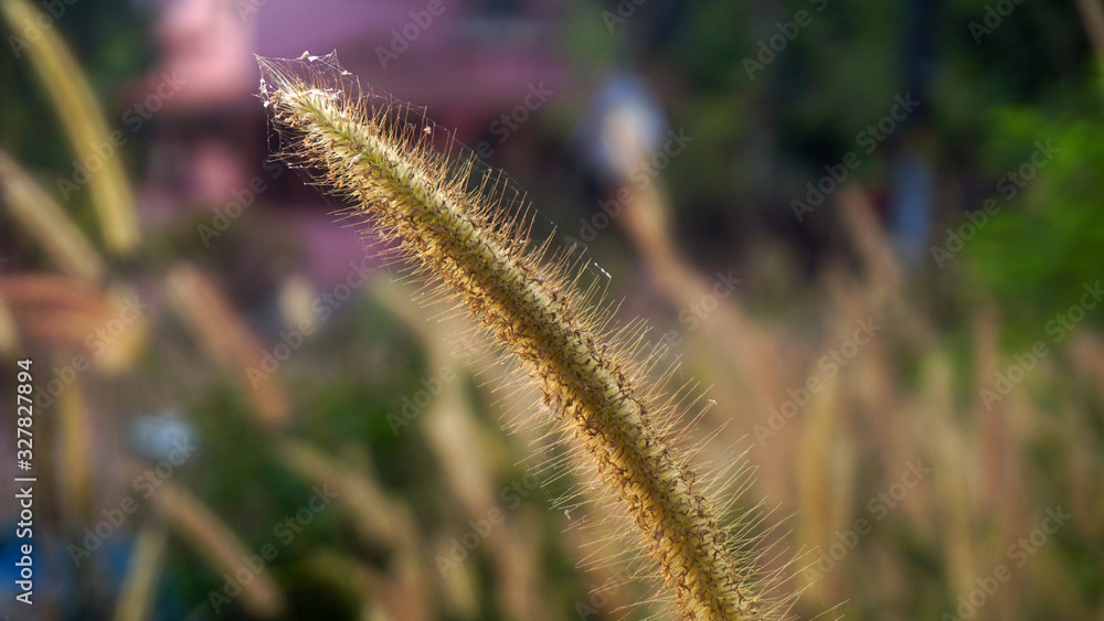 Bunch of crimson fountain grass