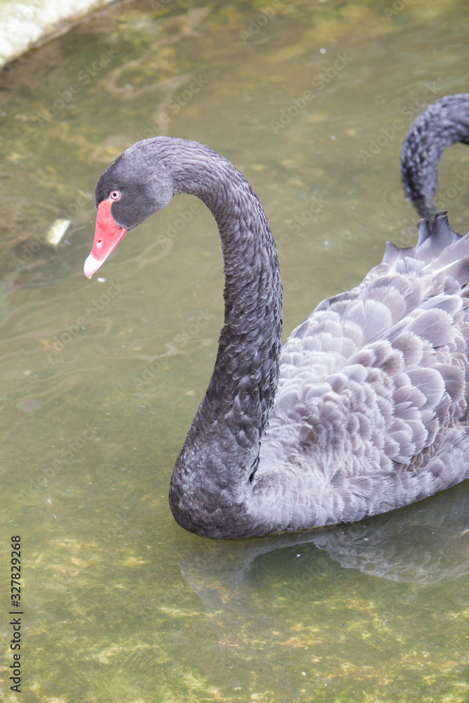 Fototapeta premium Black swan