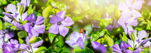 Spring wild meadow periwinkle flowers, ladybug in sun light, macro panorama. ...