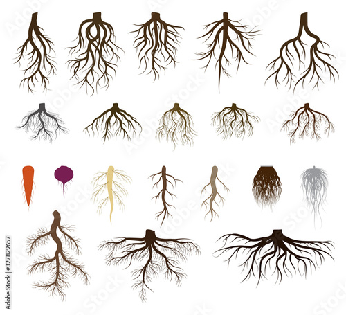 Print op canvas Root system set vector illustrations