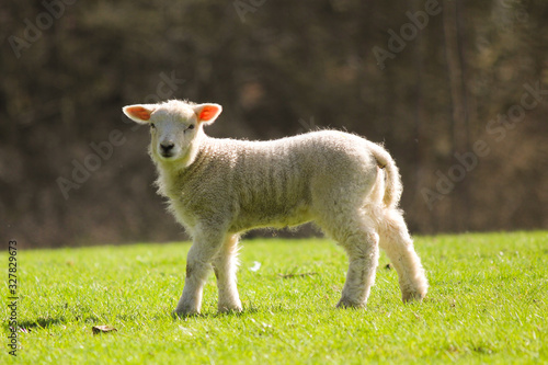 Cute lamb in a meadow in spring