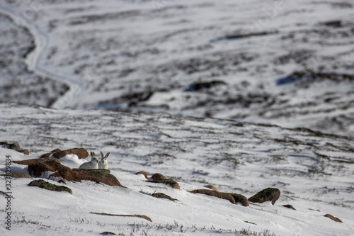 mountain hares, Lepus timidus, wide environmental shots taken on a mountain slope during march with snow lying with background displaying habitat within the cairngorms national park, Scotland. 