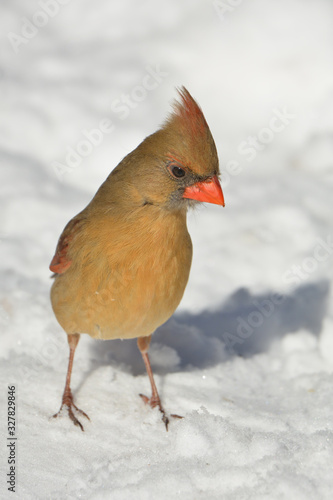 Female Northern Cardinal bird © Carol Hamilton