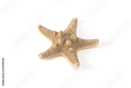 starfish dried isolated