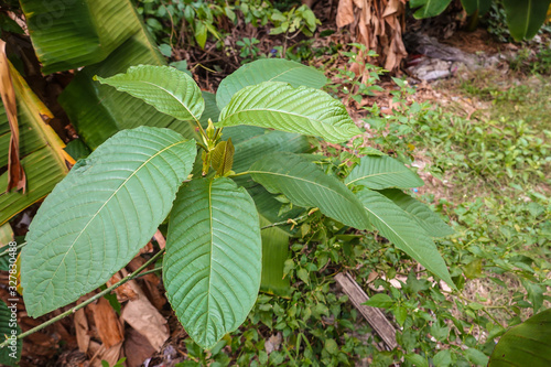 Korth Cottage Leaves (Kratom flowers) growing in nature are addictive and medical.
