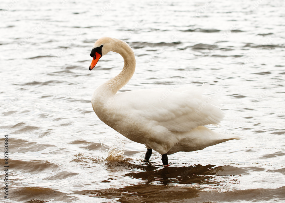 Obraz premium White Swan swimming on the lake in the beautiful day