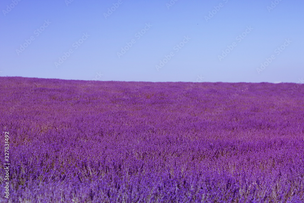 lavender filed