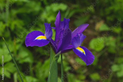 Iris purple flower 