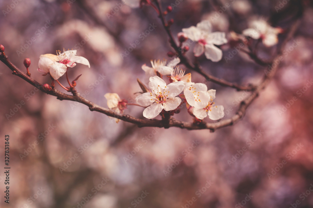 cherry tree flowers blooming in springtime cherry tree flowers blooming in springtime