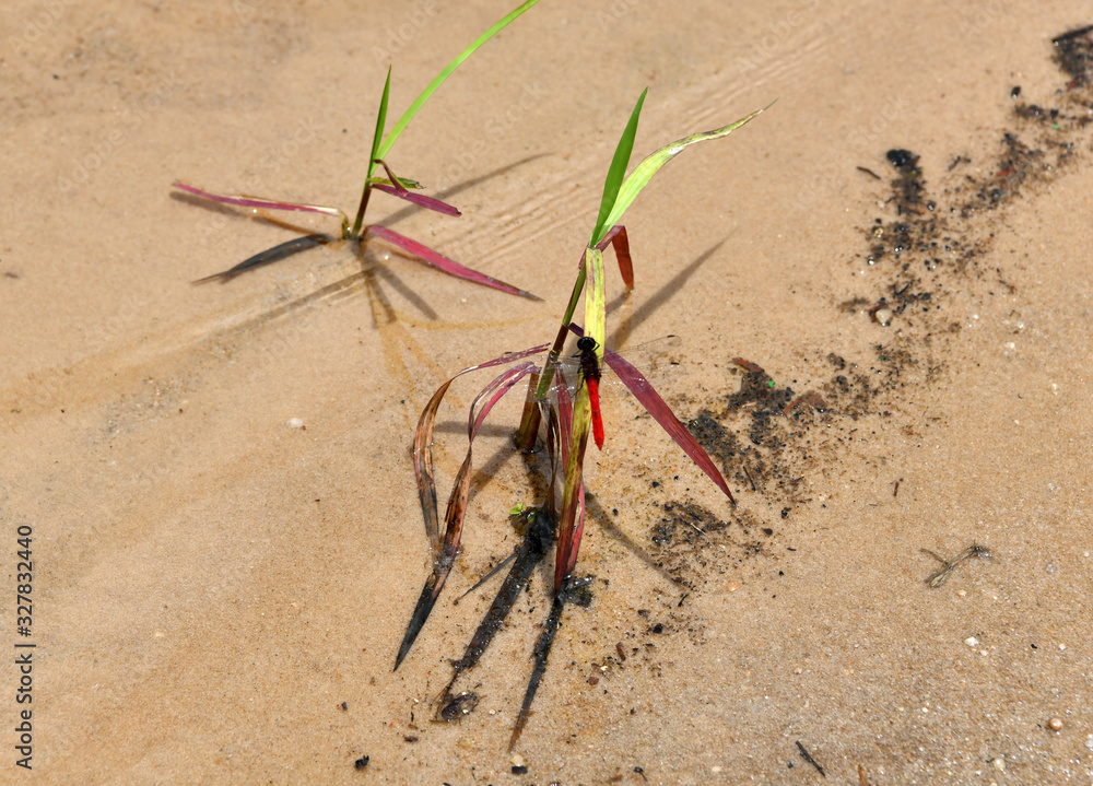 red dragonfly on the white sand near the lake red dragonfly on the white sand near the lake