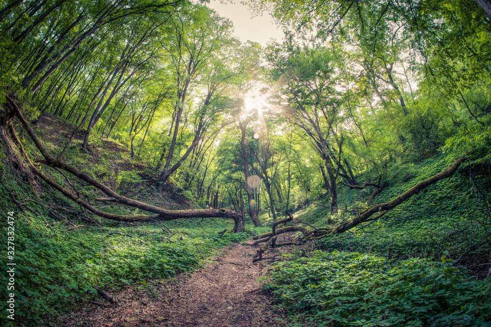 Fototapeta premium Magical Forest and Path in Spring Season